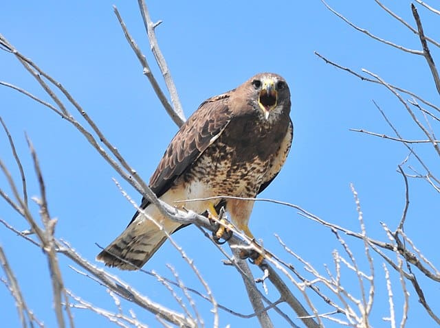 Swainson's Hawk roosting in a tree