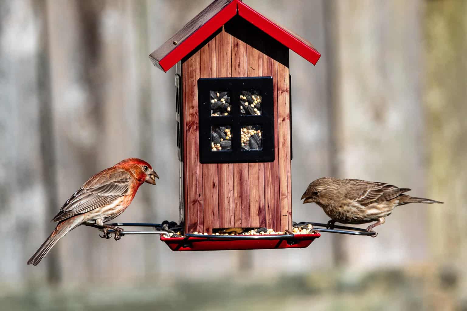 bird feeder (2)