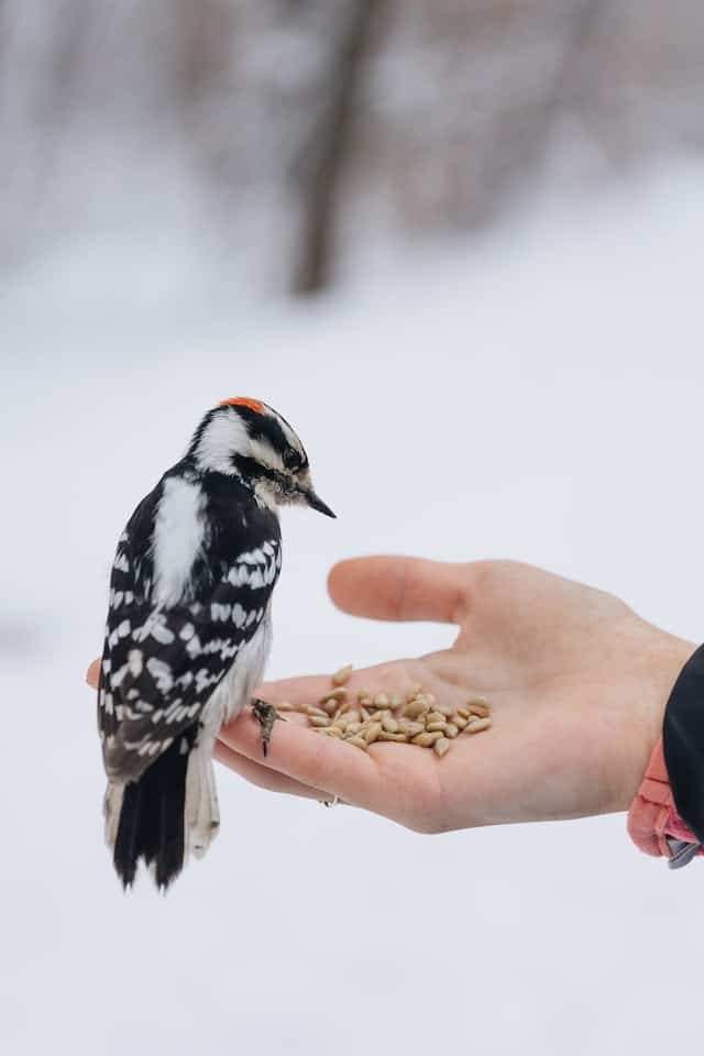 bird seed