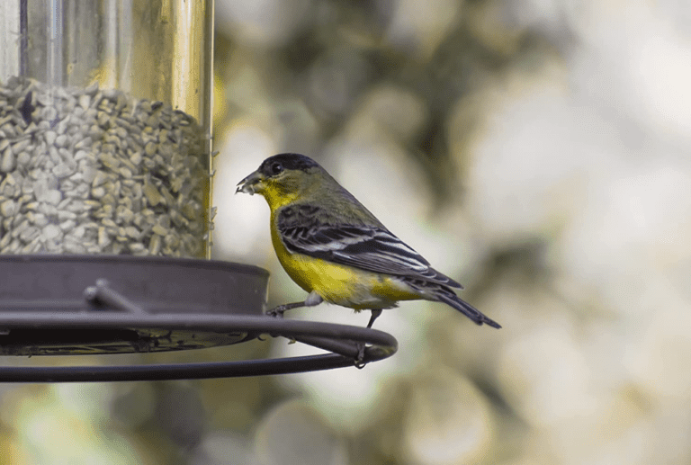 Where to Buy Bulk Bird Seed Online Birding Insider