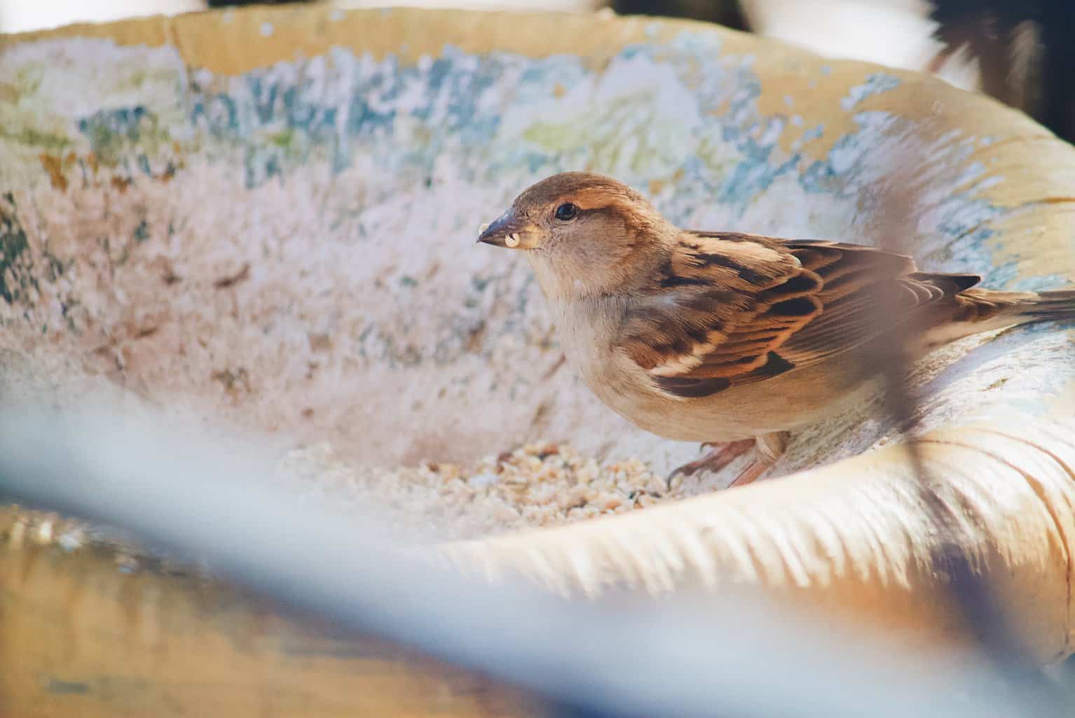 bird taking seed