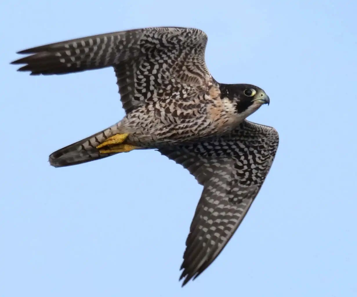 Types of Falcons Guide Birding Insider