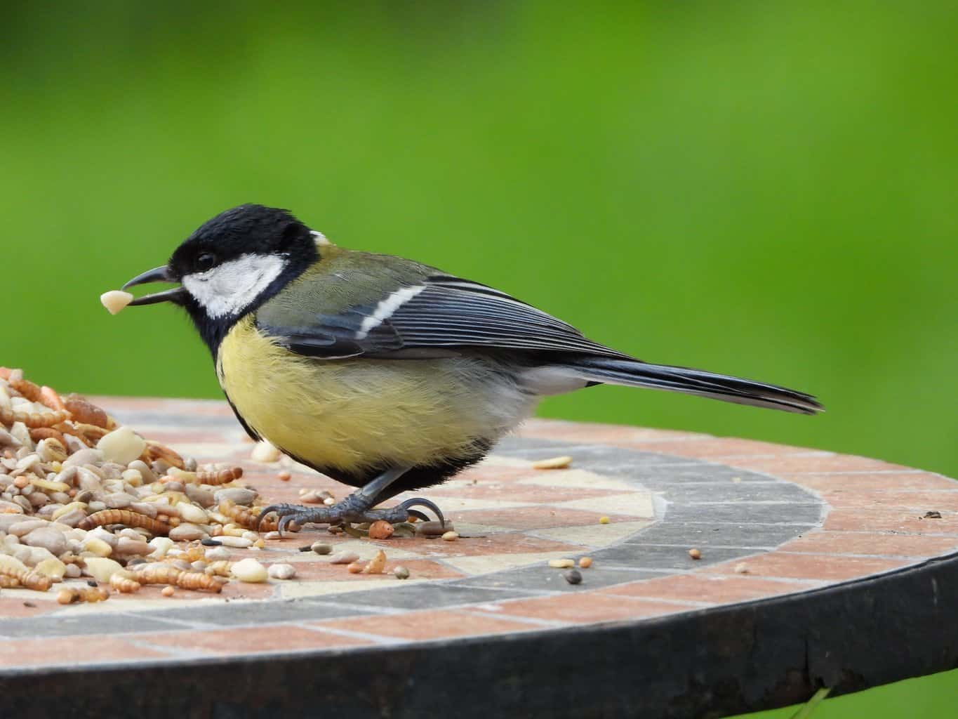 seed for tit