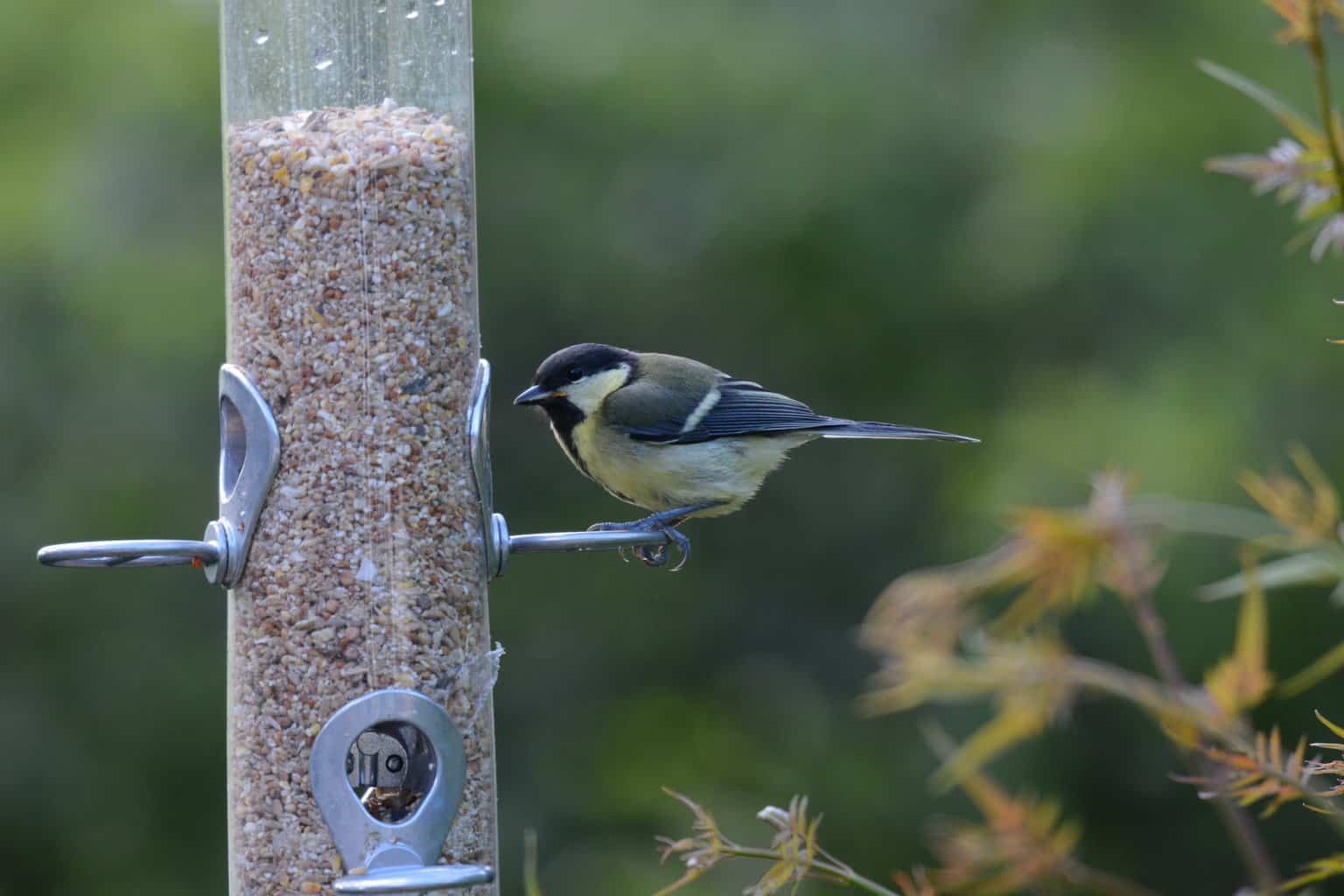 tit eating seeds