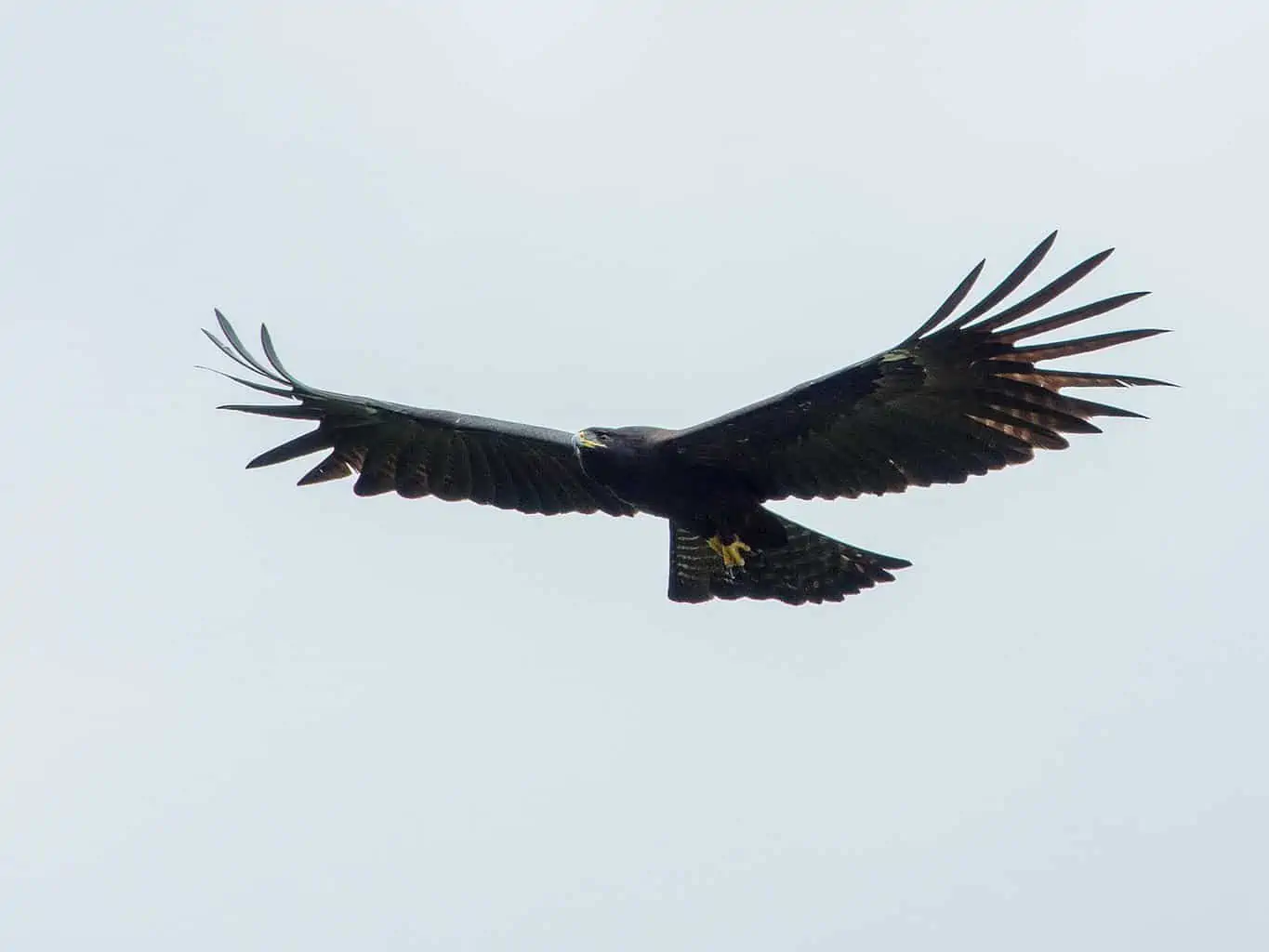 Black Eagle (Ictinaetus malayensis) sub-adult, calling, in flight,  Sinharaja Forest N.P., Sri Lanka, december Stock Photo - Alamy