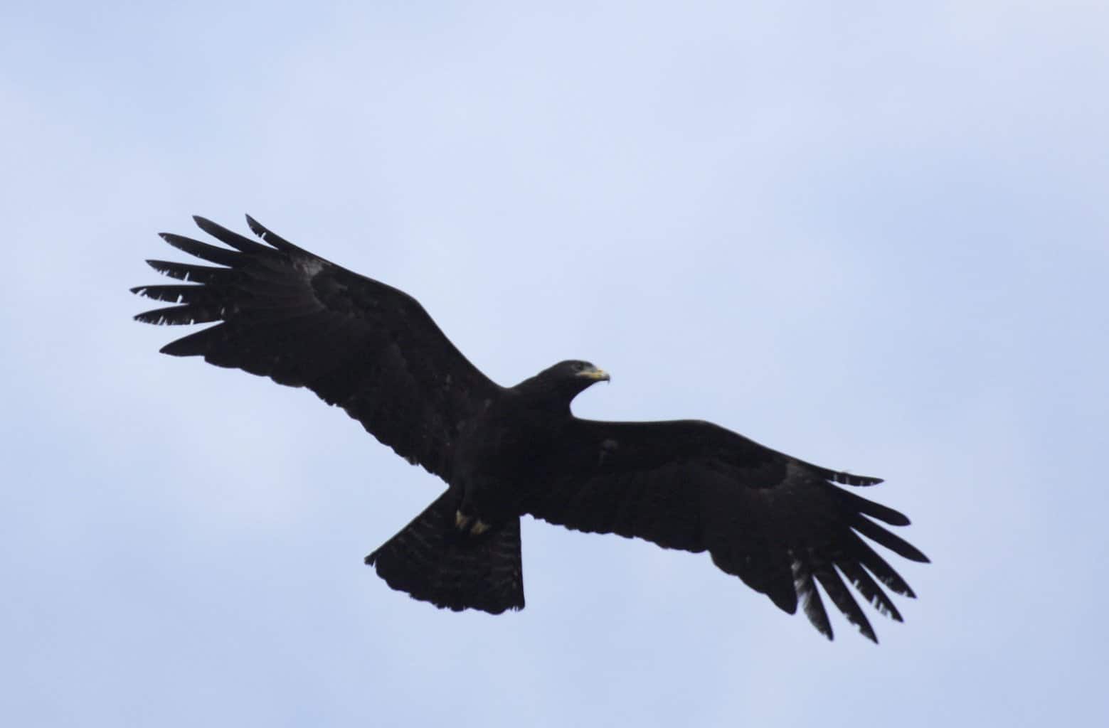 Black Eagle Guide (Ictinaetus malayensis) - Birding Insider