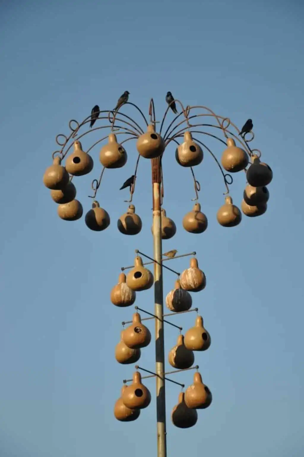 25 Best Gourd Birdhouse Ideas to Attract and Thrill Your Feathered Friends  - Birding Insider