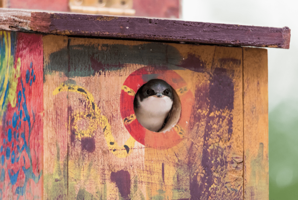 Different Types Of Bird Houses