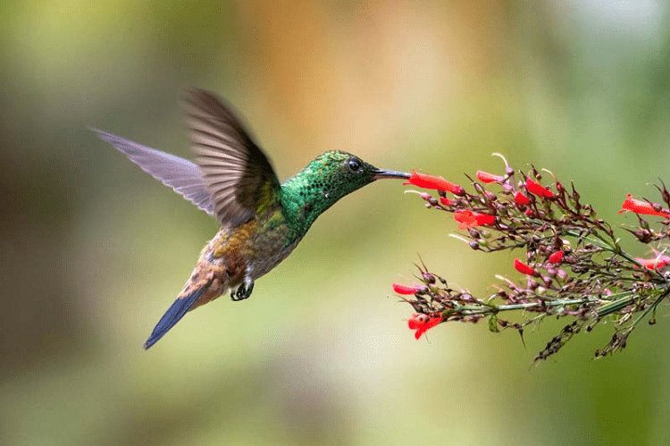 White-eared Hummingbird Guide (Basilinna leucotis) - Birding Insider