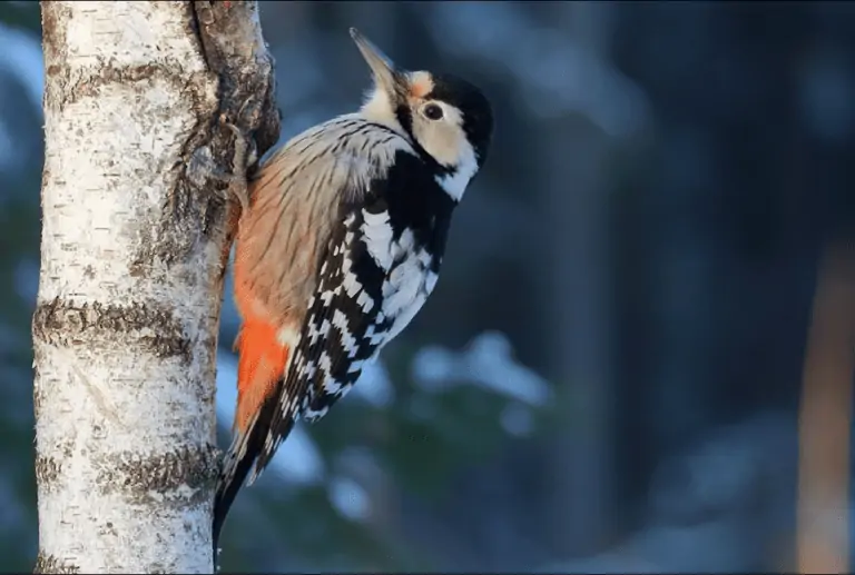 Black and White Woodpeckers Guide Birding Insider
