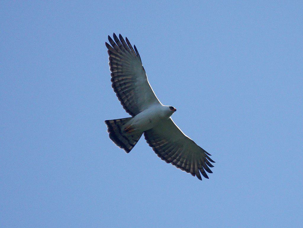 Golden Eagle VS Harpy Eagle - Who Is The King Of The Sky? 