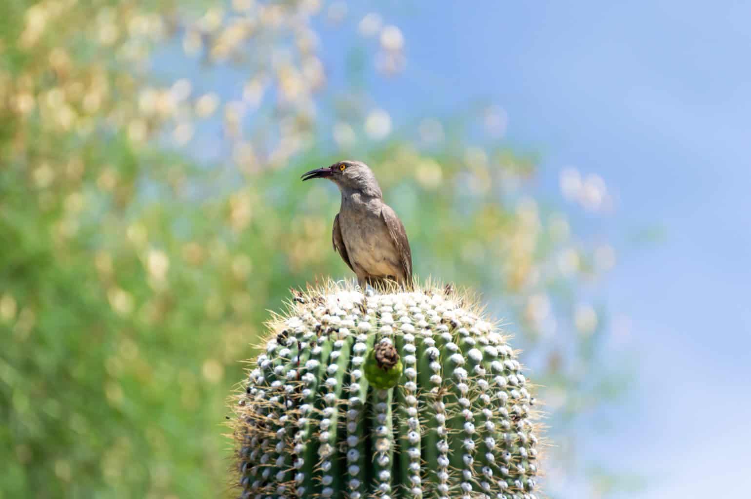 Iconic Birds of New Mexico Guide - Birding Insider