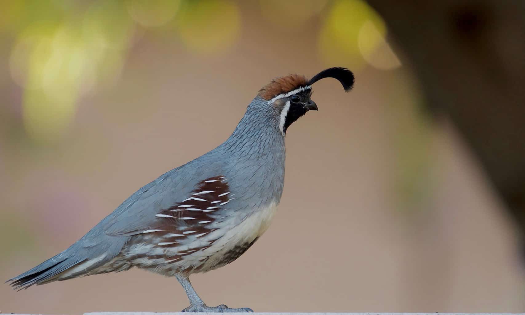 Iconic Birds of New Mexico Guide - Birding Insider