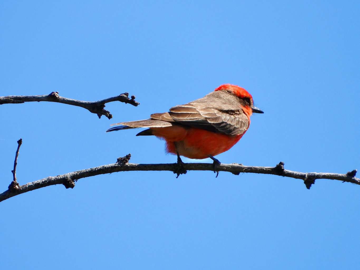 Iconic Birds of New Mexico Guide - Birding Insider